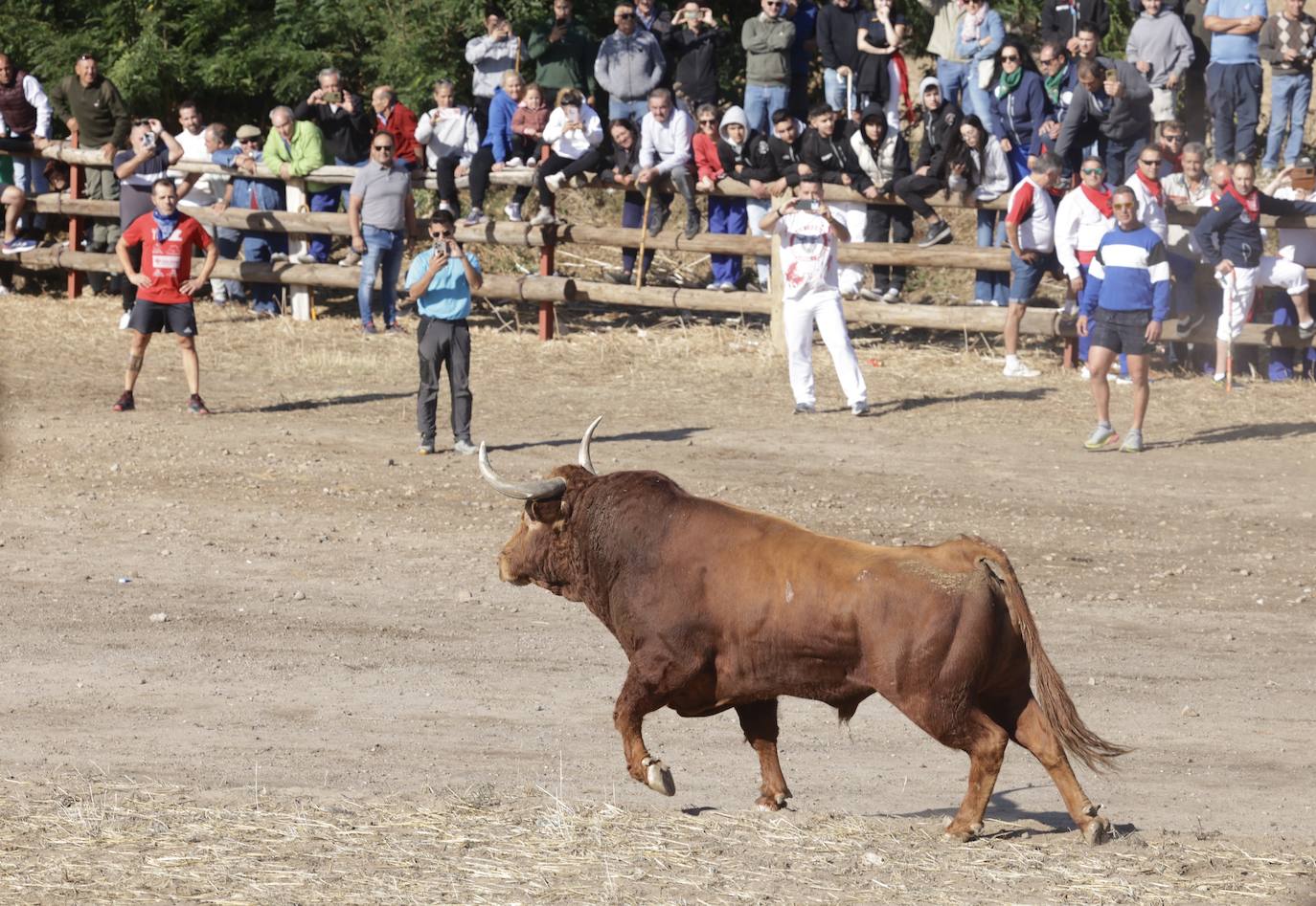 El festejo del Toro de la Vega 2024 en imágenes