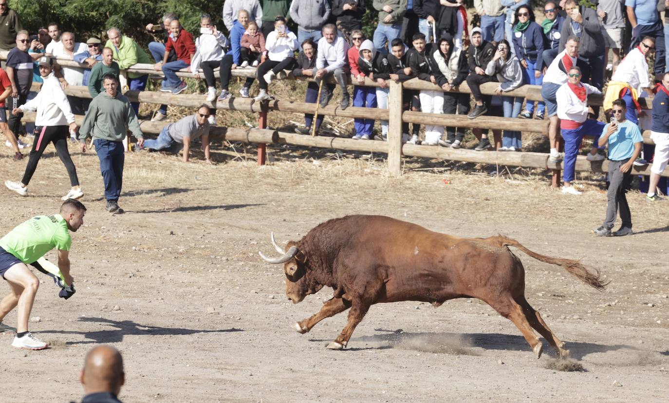 El festejo del Toro de la Vega 2024 en imágenes