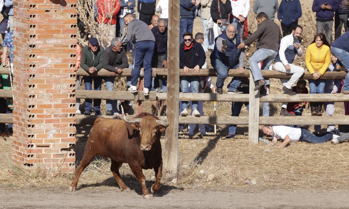 El festejo del Toro de la Vega 2024 en imágenes