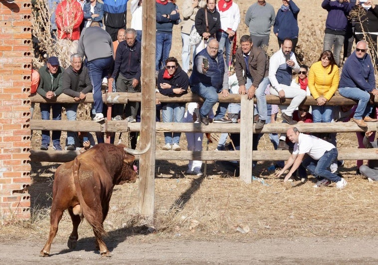 Momento del festejo del Toro de la Vega.