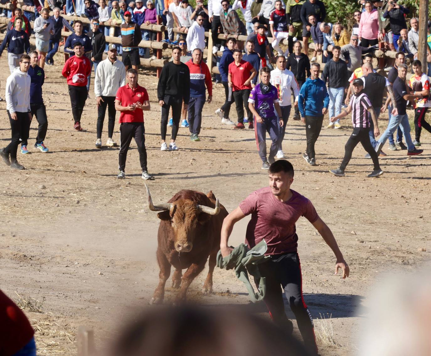 El festejo del Toro de la Vega 2024 en imágenes