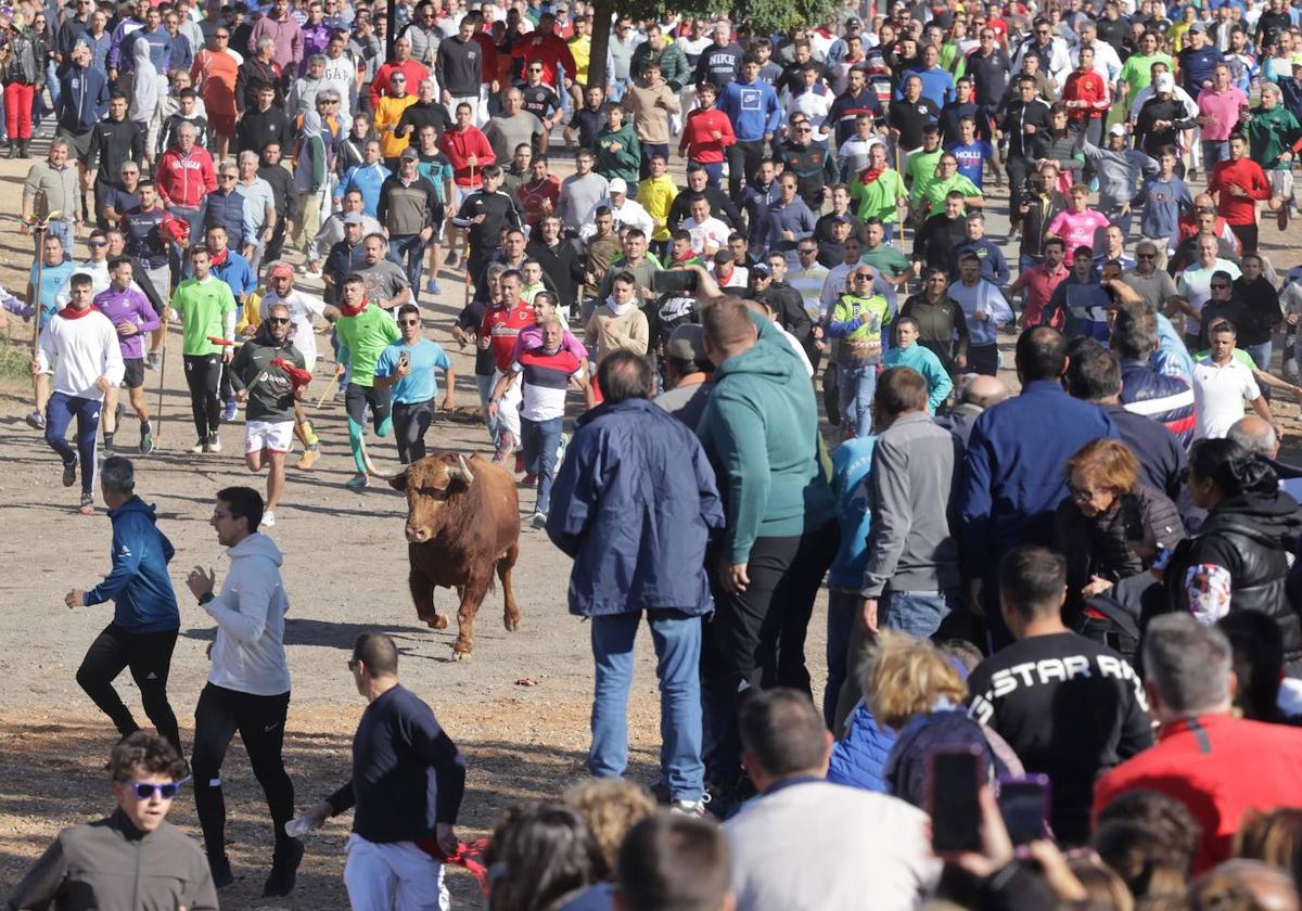 El festejo del Toro de la Vega 2024 en imágenes