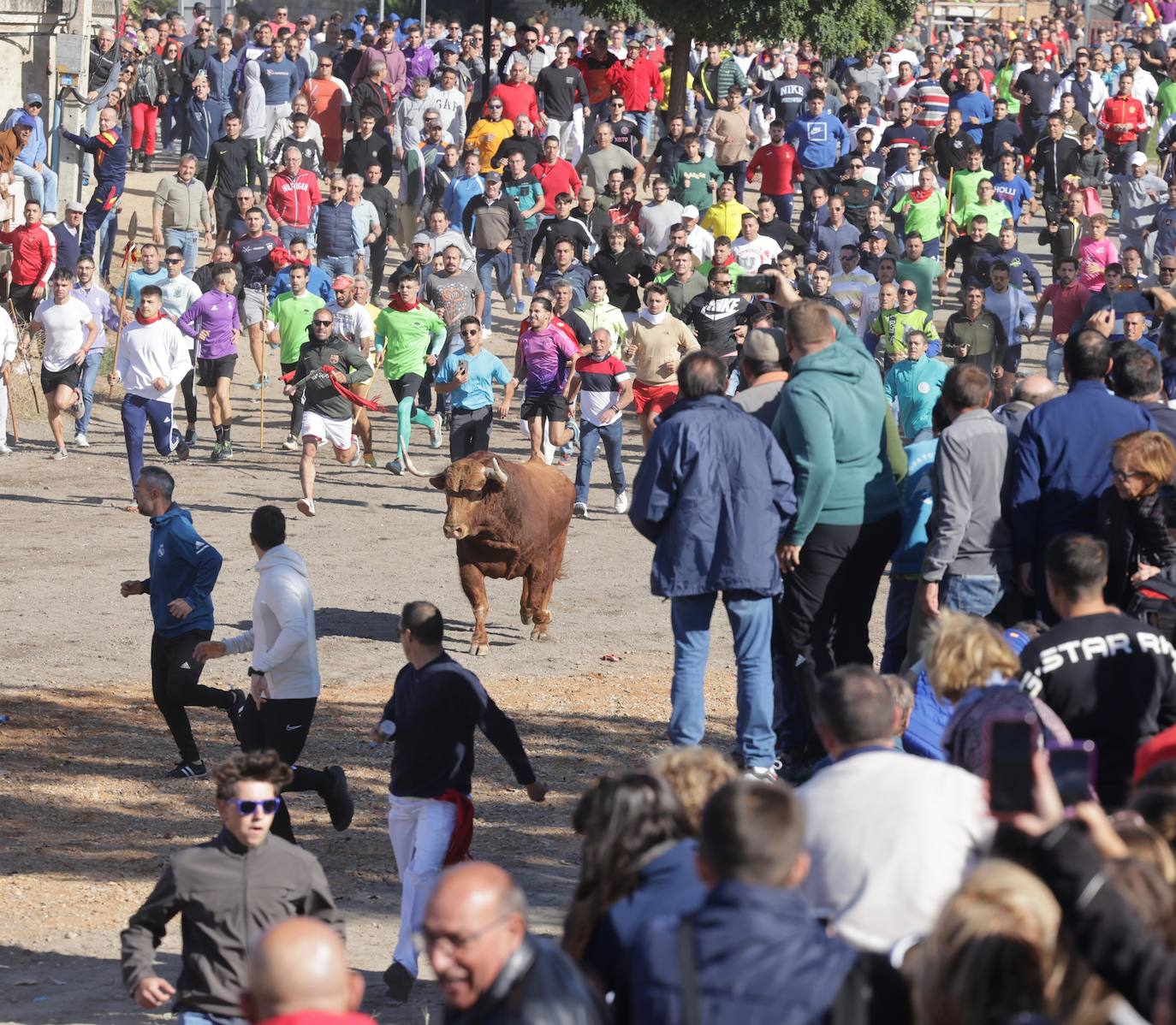 El festejo del Toro de la Vega 2024 en imágenes