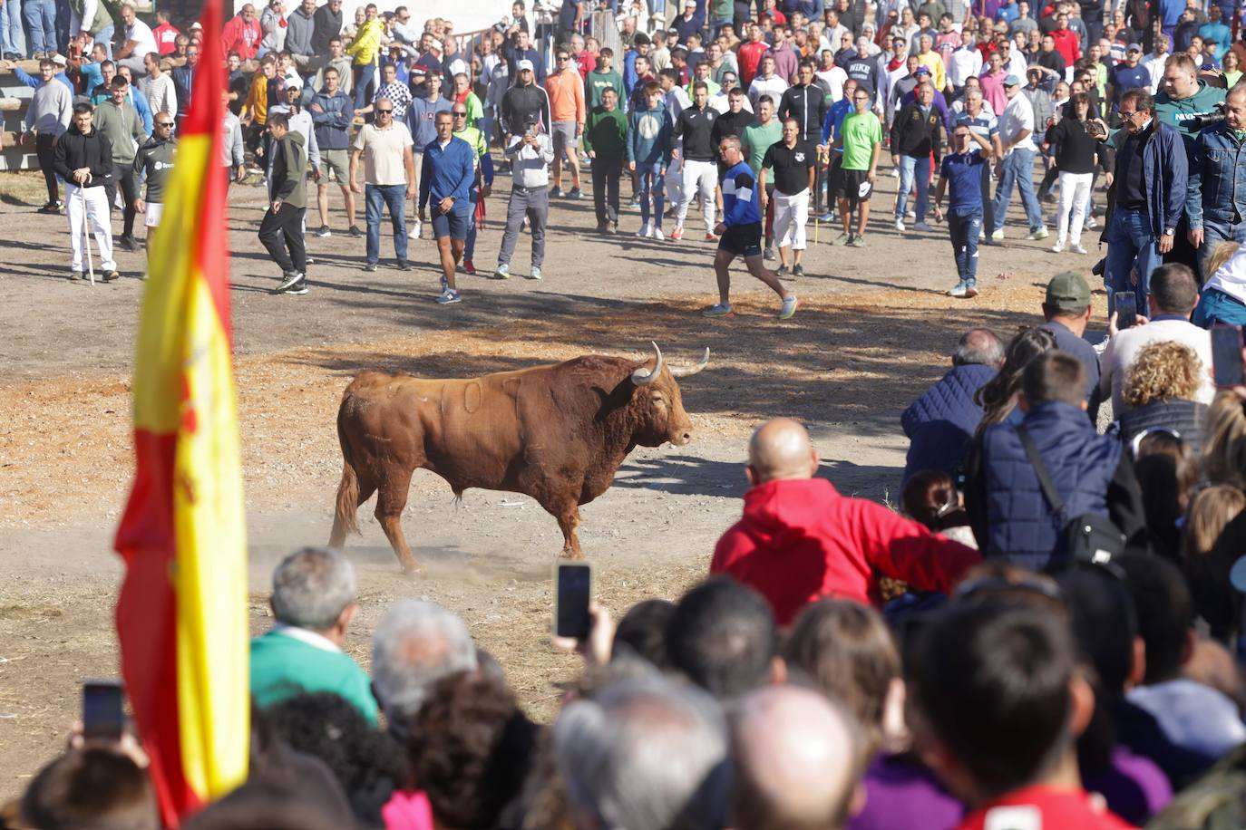 El festejo del Toro de la Vega 2024 en imágenes