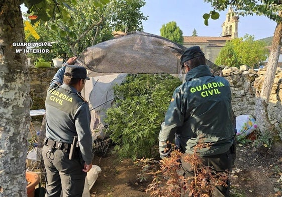 Plantas de marihuana intervenidas en Dehesa de Montejo.