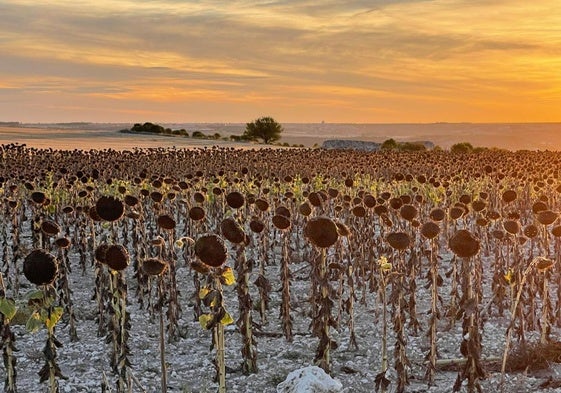 Girasol, esta semana, en el término de Rábano.