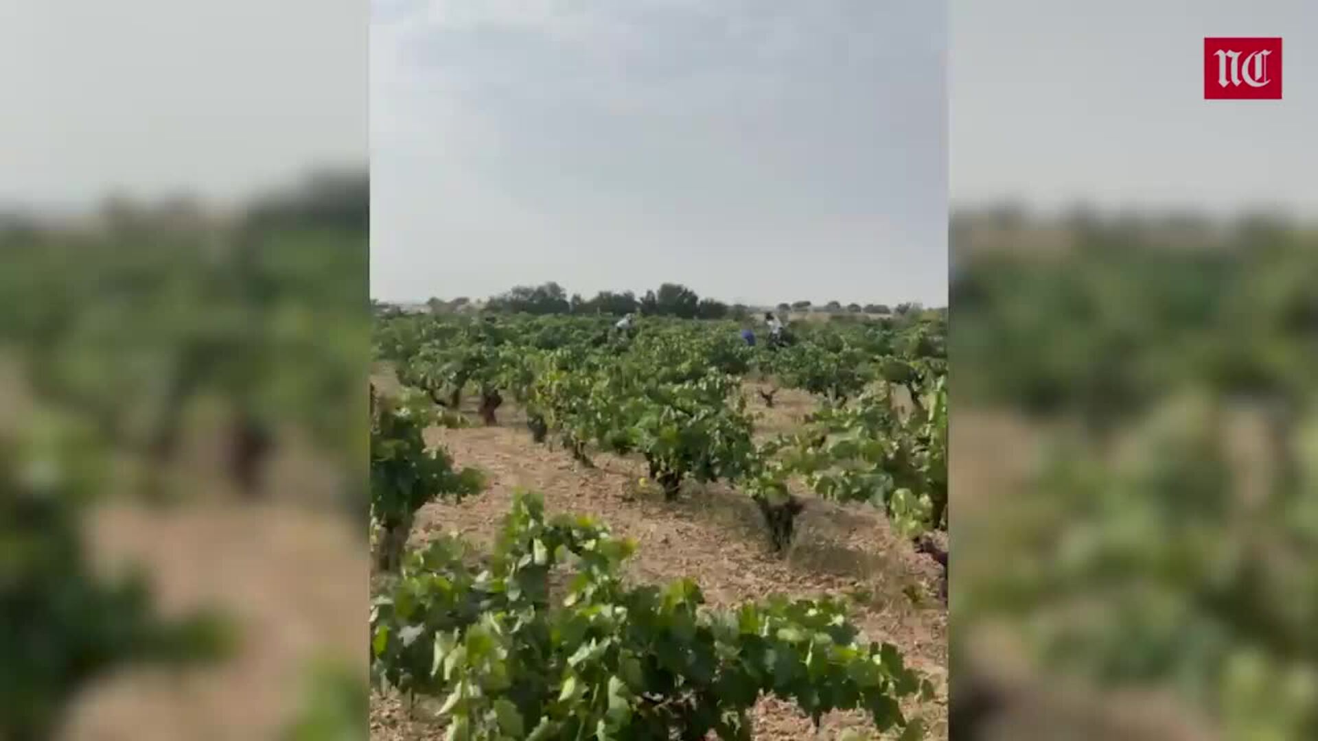 Una plaga de conejos se come los viñedos de la DO Cigales