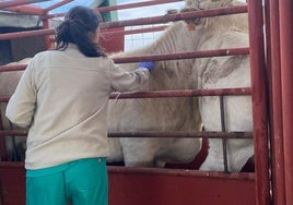 Una veterinaria realiza una prueba de saneamiento en la provincia de Salamanca.