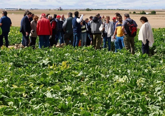 Campos de ensayo de Acor en Paradinas de San Juan, (SA).