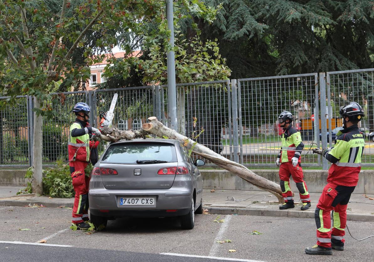 Bomberos de Palencia trabajan en la retirada del árbol caído en la calle Tello Téllez.