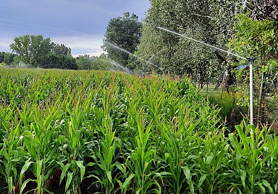 Riego de maíz a través de aspersores.