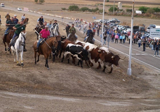 Traslado de la parada de bueyes, ayer en Olmedo.