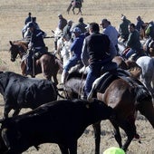 Muere un caballo corneado en el tercer encierro de las fiestas de Olmedo