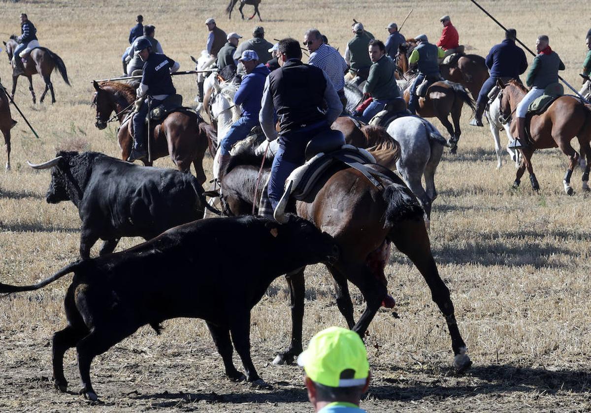 Momento en que el toro cornea al caballo.