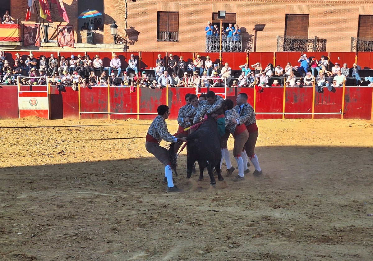 Los 'forcados' Amadores de Moita do Ribatejo triunfan en Mayorga