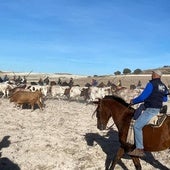 Los 'veragua' de Aurelio Hernando rinden tributo al Duque de Alburquerque