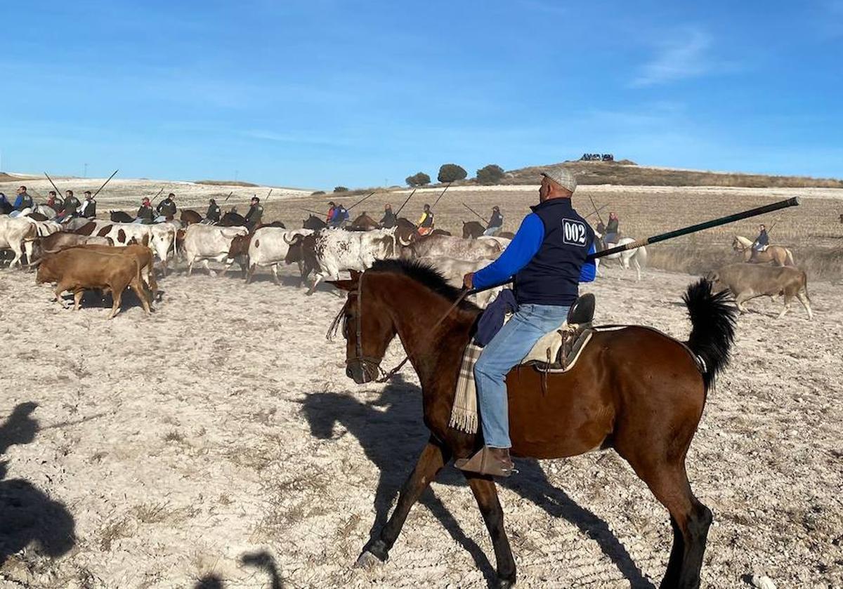 Un momento del encierro en el campo de Cuéllar.