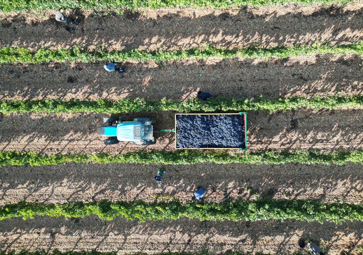 Vendimia en Ribera del Duero.