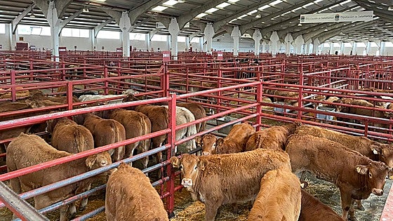 Los terneros siguen al alza en la lonja de Salamanca