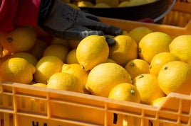 Un operario recolecta limones en una imagen de archivo.