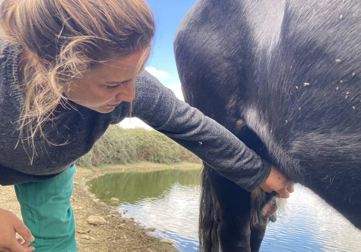 Una veterinaria observa los daños en la ubre de una vaca afectada por la EHE.