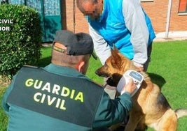 La Guardia Civil formula 38 denuncias en la 'Operación Can' de control de perros