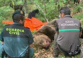 La Guardia Civil y agentes medioambientales, junto a un oso muerto, en una imagen de archivo.