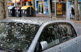 Coche afectado por los excrementos de estornino en la avenida de la Constitución.