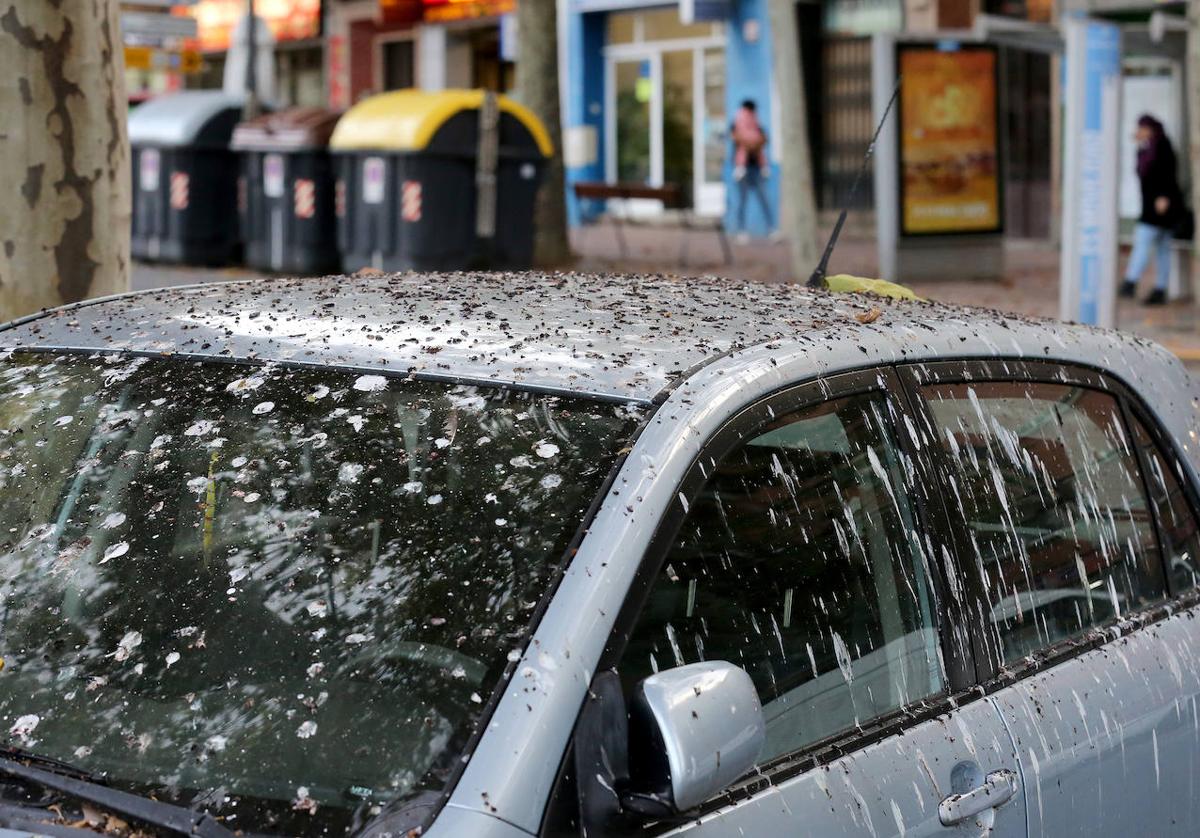 Coche afectado por los excrementos de estornino en la avenida de la Constitución.