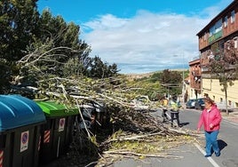 Árbol caído sobre unos contenedores en la calle Jerónimo de Aliaga de Segovia debido a las rachas de viento de Kirk.