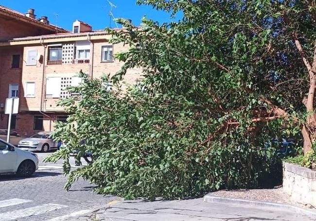 Árbol derribado por el viento este miércoles en San Millán.