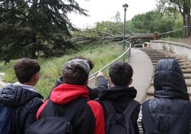 La caída de un árbol destroza la parte trasera de un vehículo en el barrio de Pajarillos.