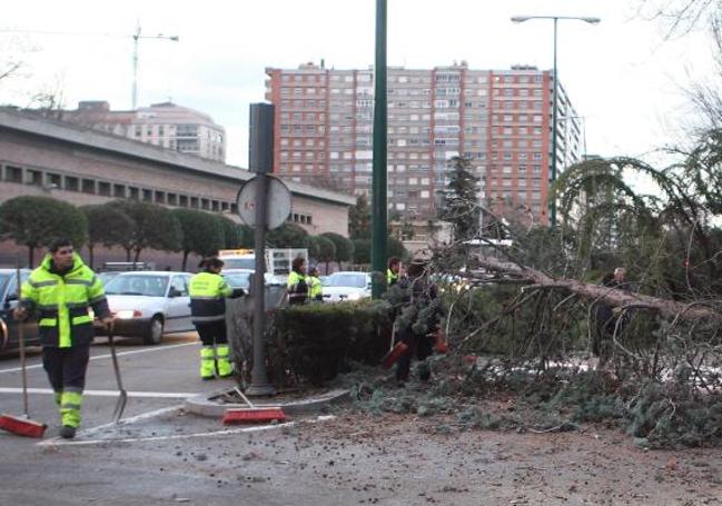 Árboles caídos en el paseo de Isabel la Católica durante el vendaval del 14 de enero de 2010.