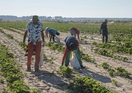 Temporeros realizan labores agrícolas en uno de los municipios de la provincia.