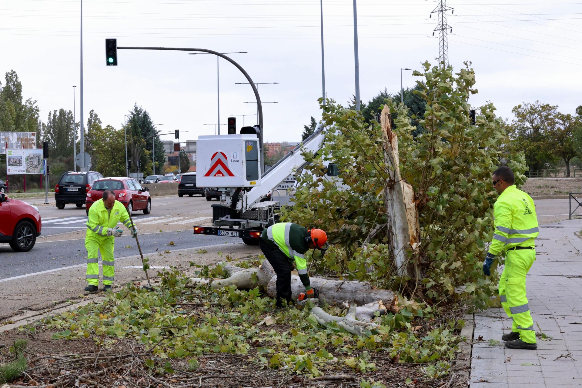 El viento ha tirado un árbol en la VA-20, que ha obligado a cerrar un carril.