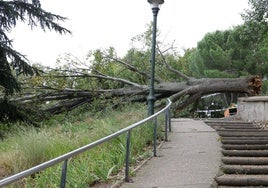 Árbol de grandes dimensiones derribado en el Parque Patricia de Valladolid, este miércoles.