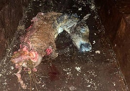 Cabeza del potro devorado por los lobos.