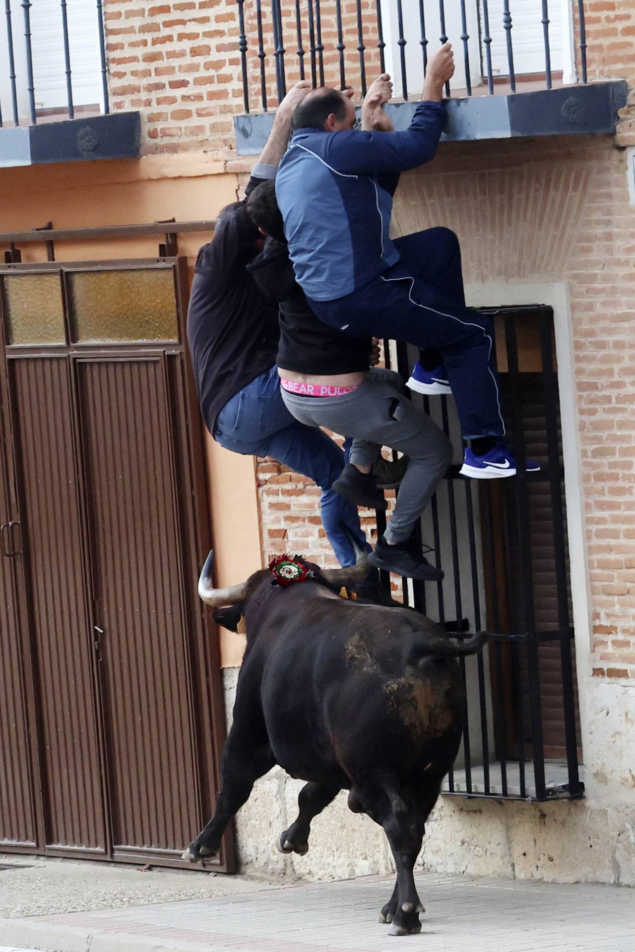 El Toro de la Vendimia de Rueda, en imágenes