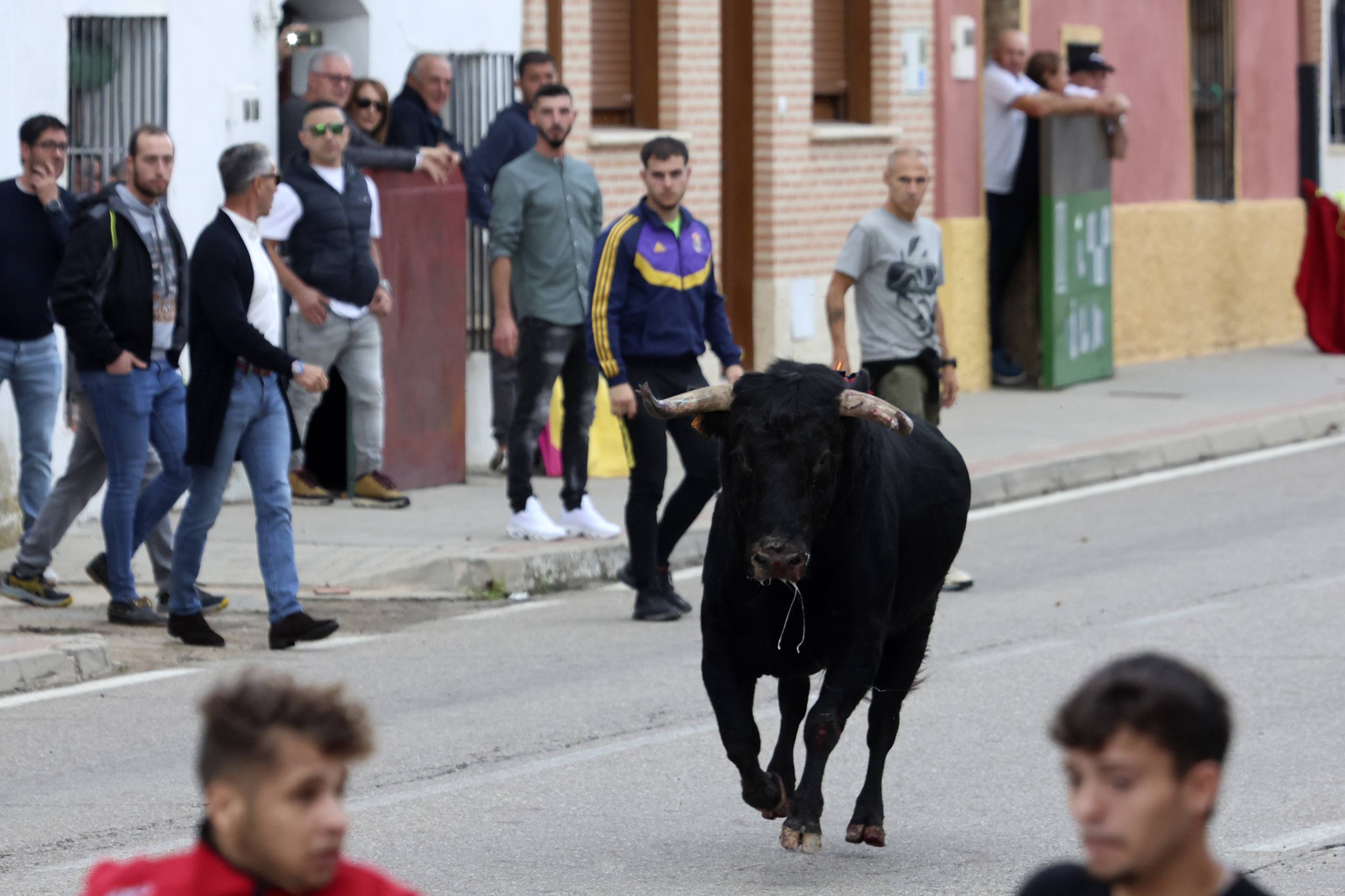 El Toro de la Vendimia de Rueda, en imágenes