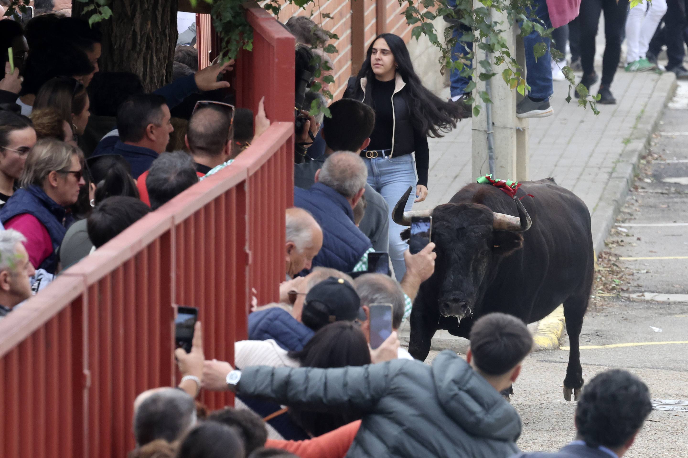 El Toro de la Vendimia de Rueda, en imágenes