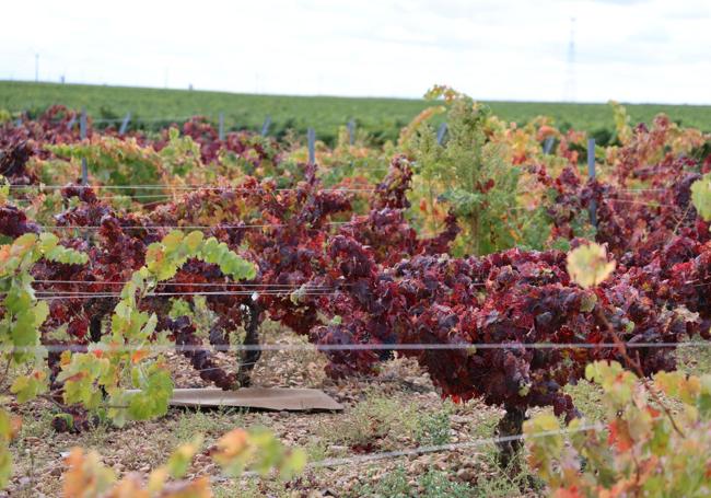 Viñedos de la Bodega Javier Sanz Viticultor