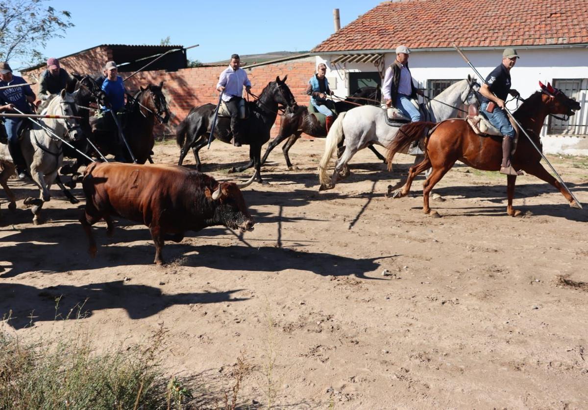 Decenas de caballistas participan en un emocionante y vistoso encierro en Valdestillas