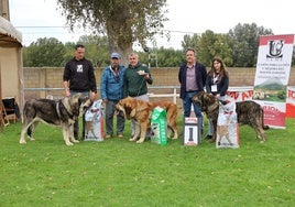 Galardonados en el concurso de mastines.