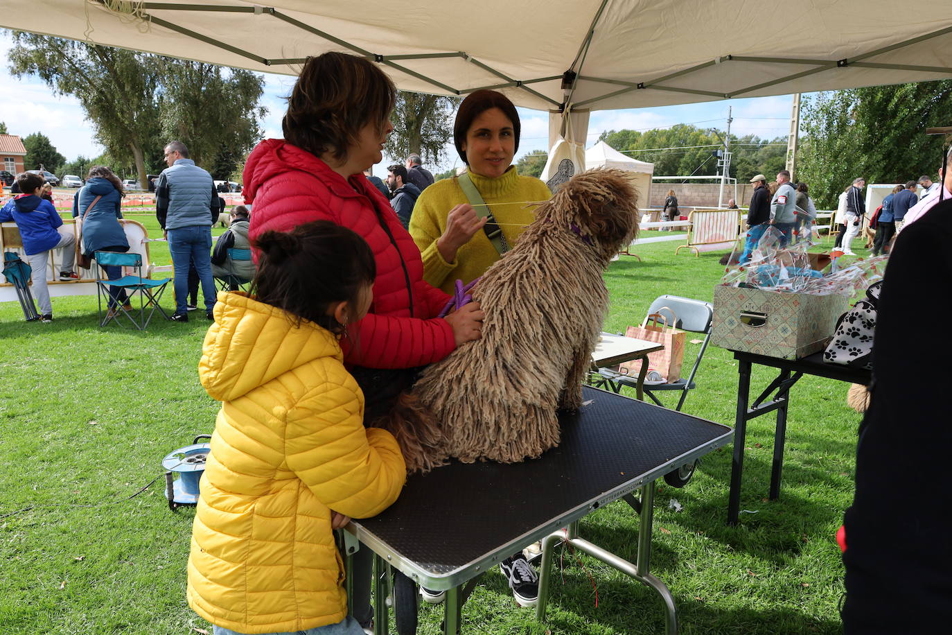 Concurso de mastines y perros de agua en Monzón