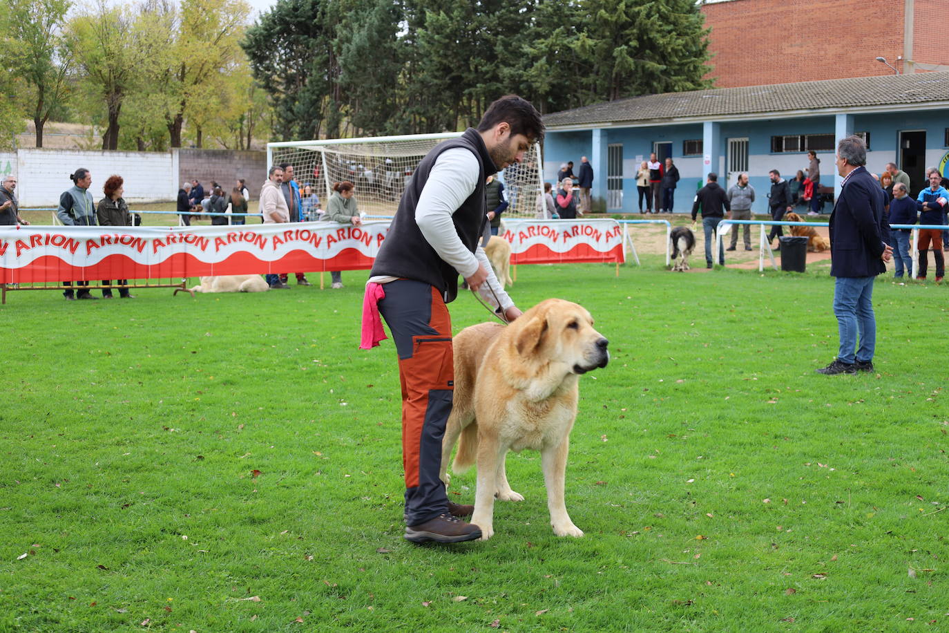 Concurso de mastines y perros de agua en Monzón