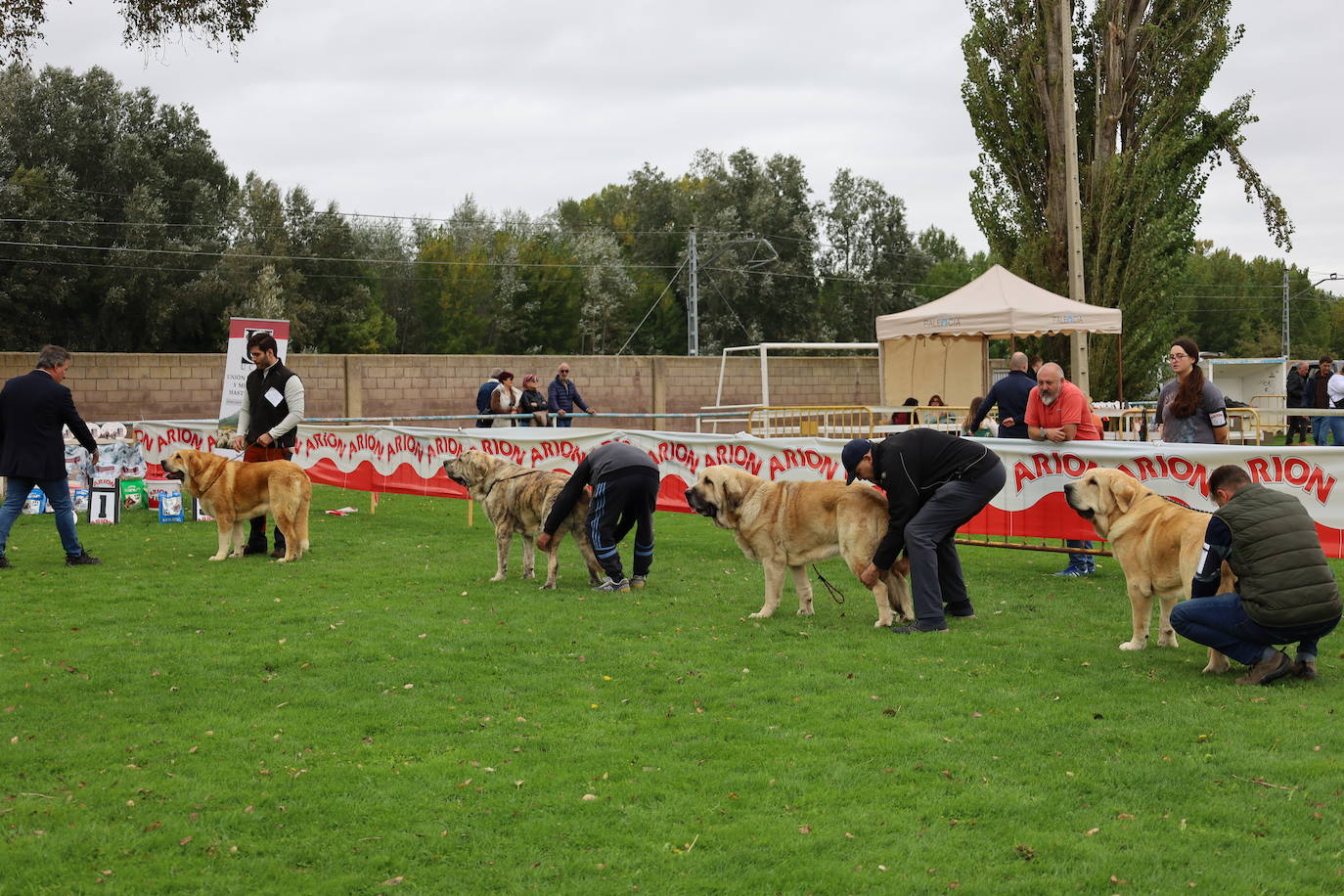 Concurso de mastines y perros de agua en Monzón