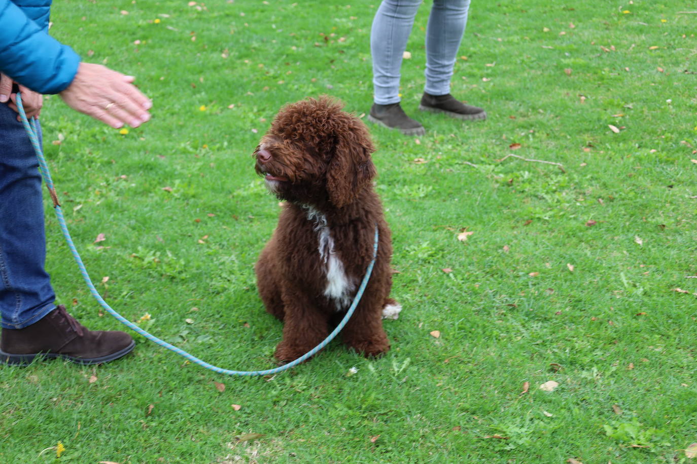 Concurso de mastines y perros de agua en Monzón