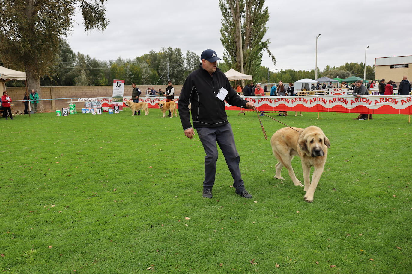 Concurso de mastines y perros de agua en Monzón