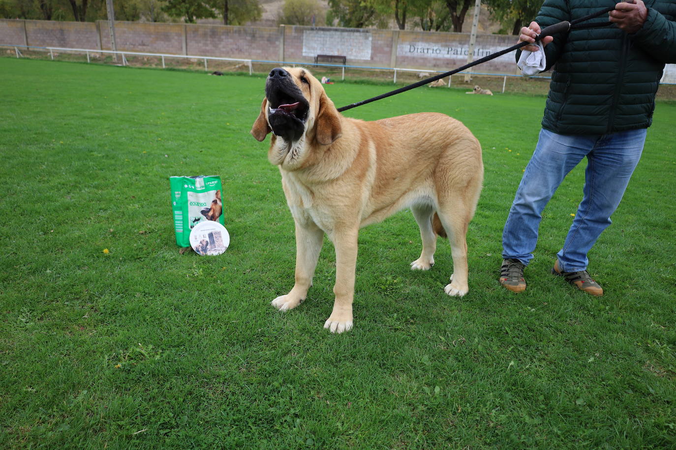 Concurso de mastines y perros de agua en Monzón