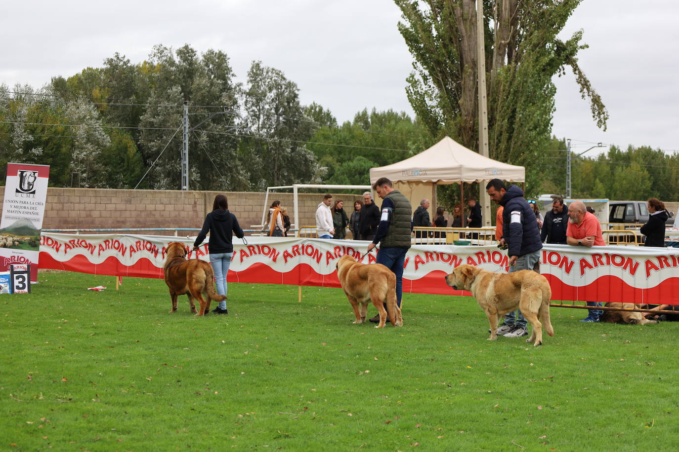 Concurso de mastines y perros de agua en Monzón